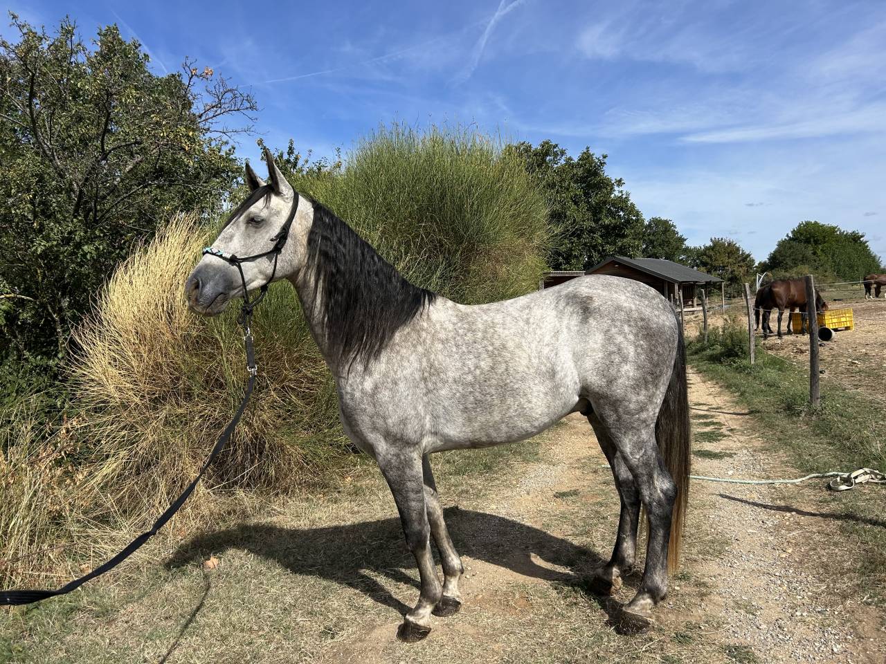 Caballo castrado Espa&ntilde;ol Normando En venta 2022 Tordo
