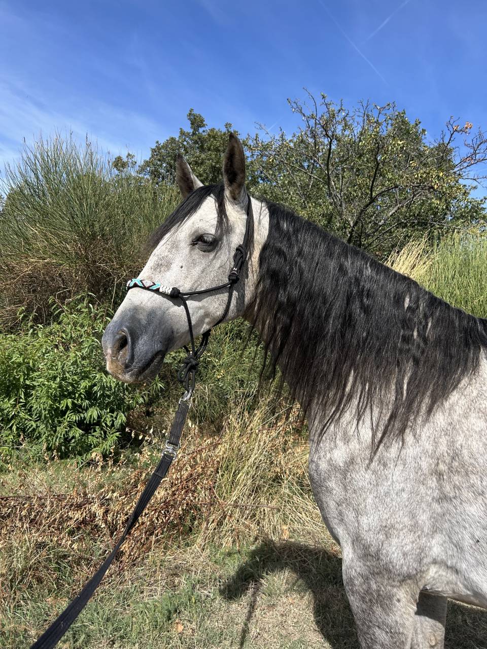 Caballo castrado Espa&ntilde;ol Normando En venta 2022 Tordo