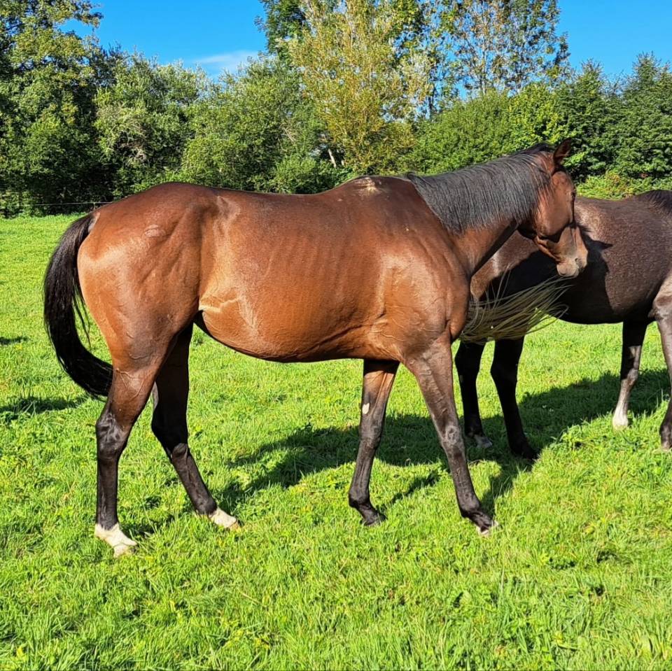 Yegua Anglo-Arabe En venta 2020 Bayo por carghesse des landes