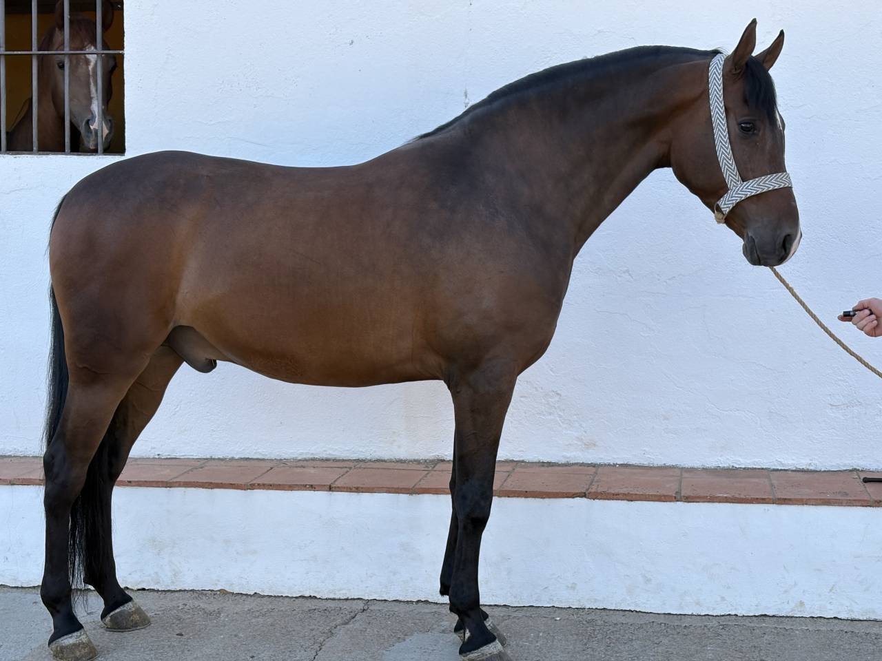 Potro hispano/Arabe al 75%