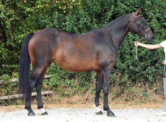 Yegua Silla Franc&eacute;s En venta 2020 Bayo moreno