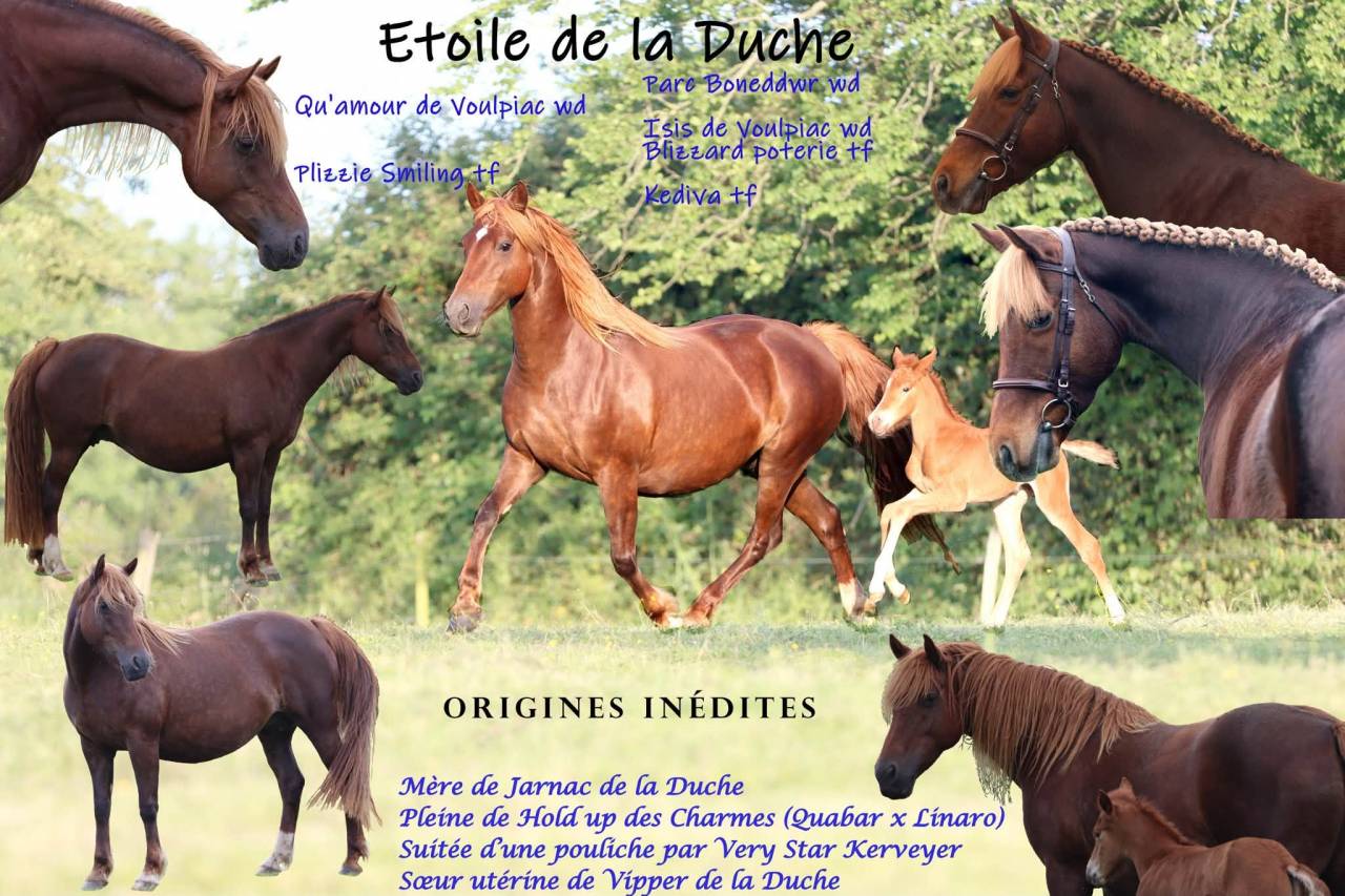 Potranca PFS Poni Fran&ccedil;&eacute;s de Silla En venta 2025 Alaz&aacute;n por Very star kerveyer