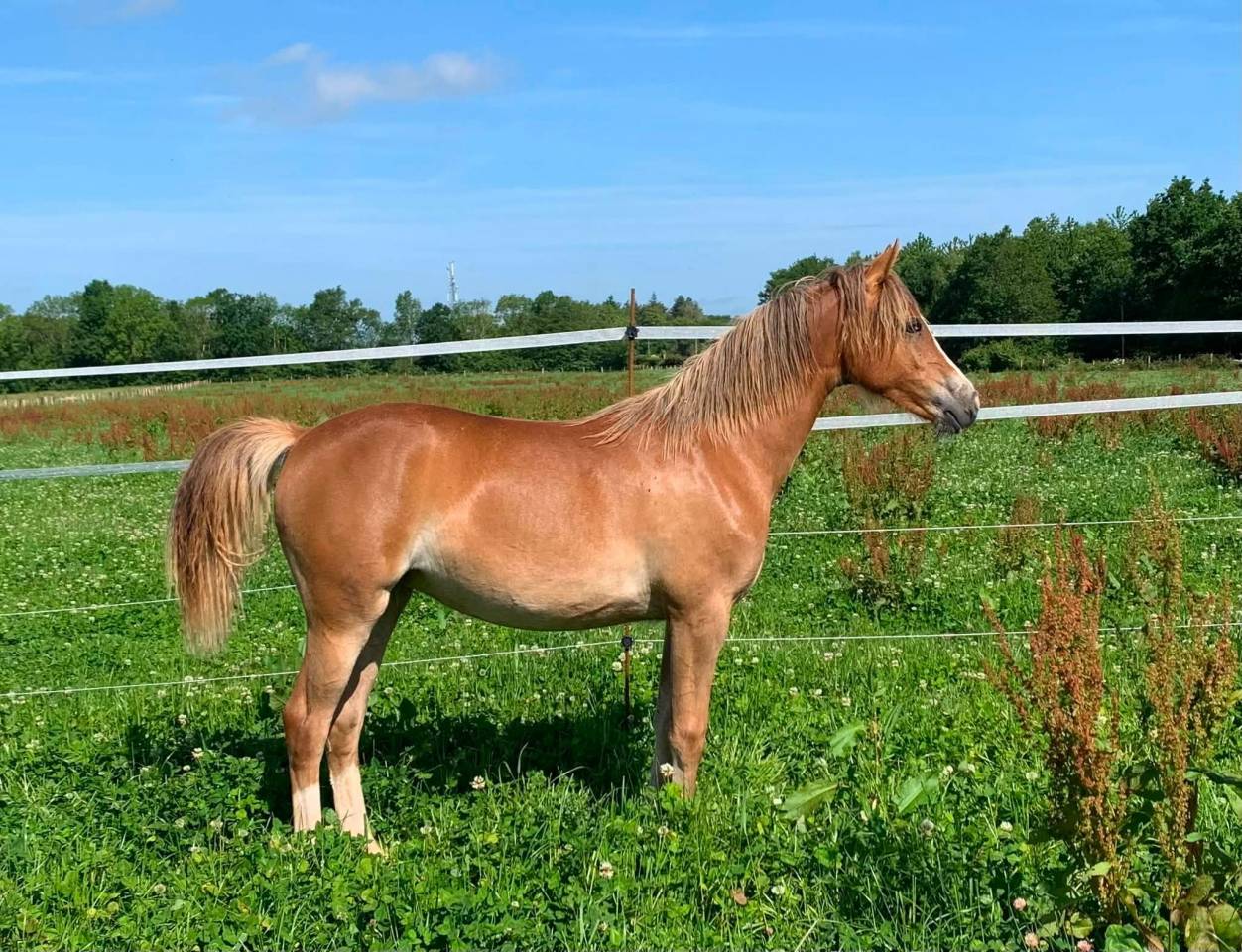 Potranca PFS Poni Fran&ccedil;&eacute;s de Silla En venta 2025 Alaz&aacute;n por Very star kerveyer
