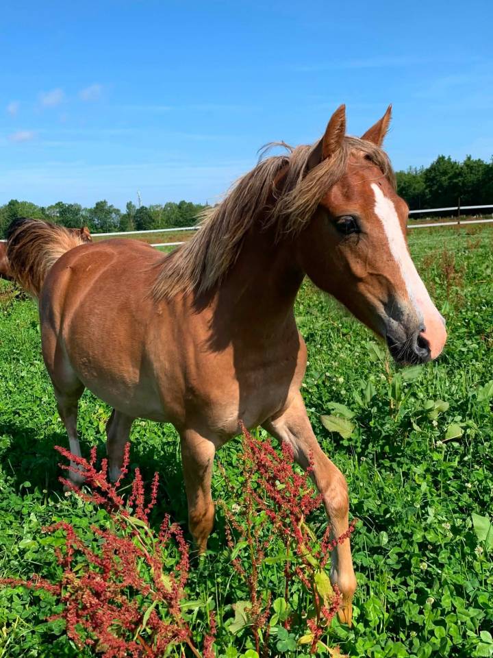 Potranca PFS Poni Fran&ccedil;&eacute;s de Silla En venta 2025 Alaz&aacute;n por Very star kerveyer