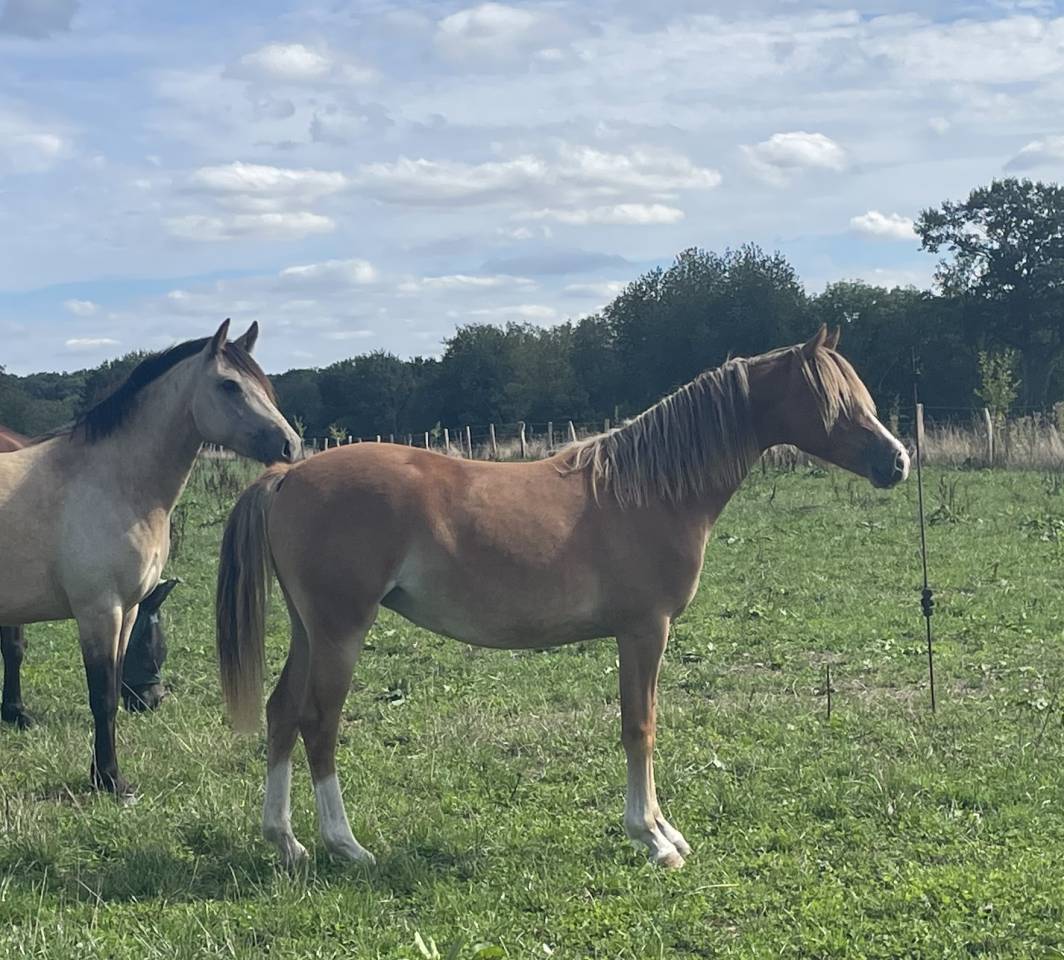 Potranca PFS Poni Fran&ccedil;&eacute;s de Silla En venta 2025 Alaz&aacute;n por Very star kerveyer