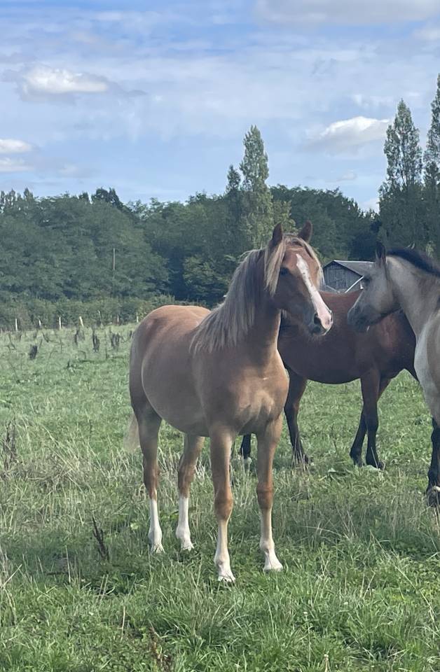 Potranca PFS Poni Fran&ccedil;&eacute;s de Silla En venta 2025 Alaz&aacute;n por Very star kerveyer