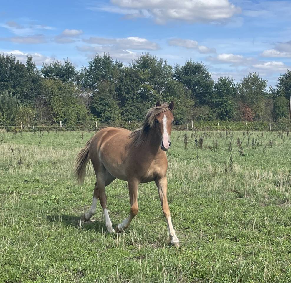 Potranca PFS Poni Fran&ccedil;&eacute;s de Silla En venta 2025 Alaz&aacute;n por Very star kerveyer
