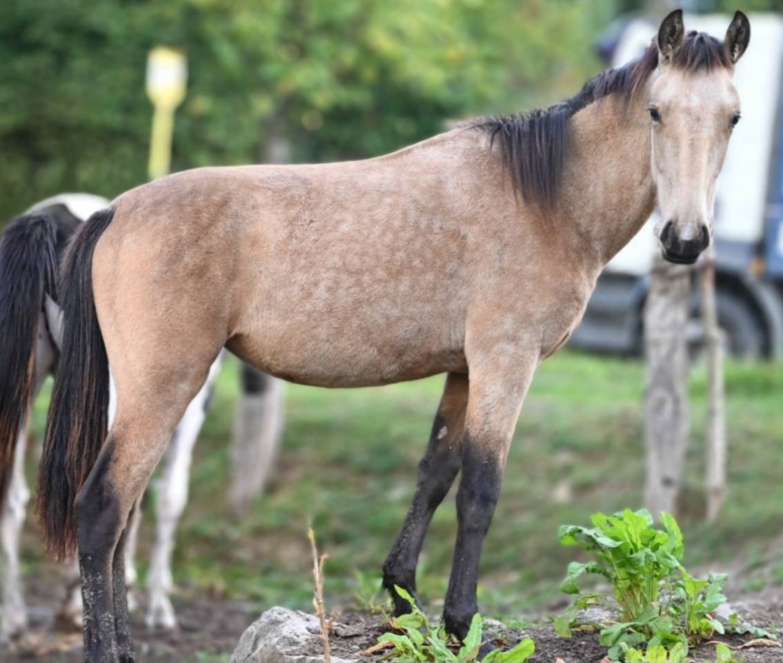 Yegua Lusitano En venta 2025 Isabelo