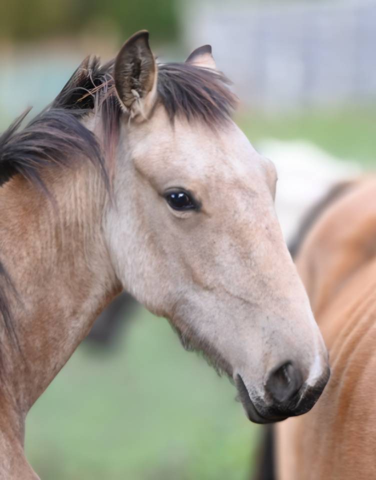 Yegua Lusitano En venta 2025 Isabelo