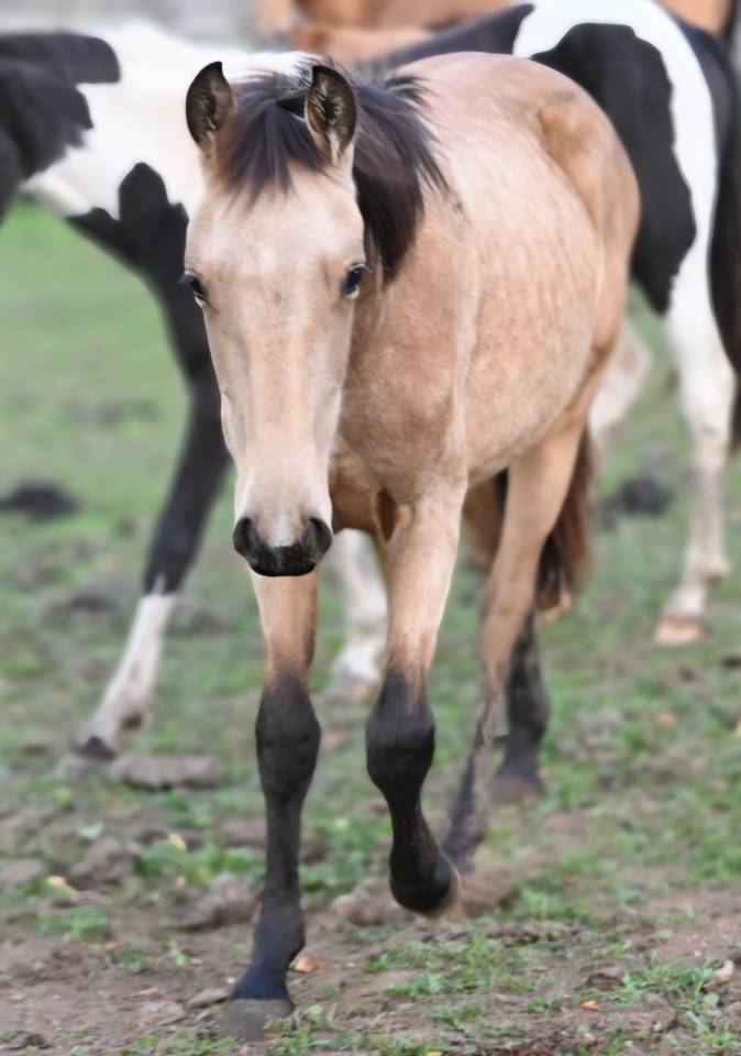 Yegua Lusitano En venta 2025 Isabelo