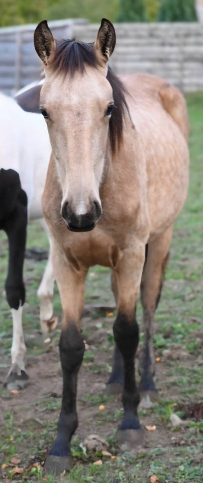 Yegua Lusitano En venta 2025 Isabelo