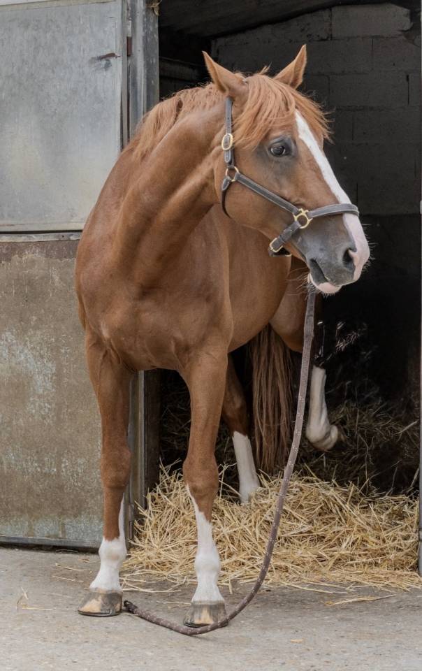 Caballo castrado Silla Franc&eacute;s En venta 2016 Alaz&aacute;n por Topinambours