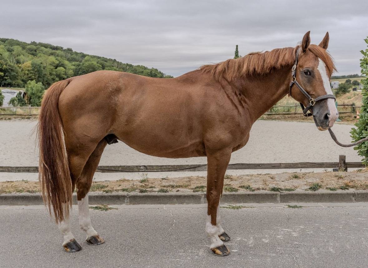 Caballo castrado Silla Franc&eacute;s En venta 2016 Alaz&aacute;n por Topinambours