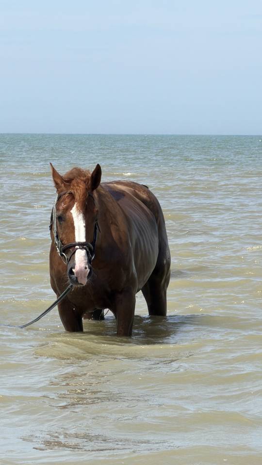 Caballo castrado Silla Franc&eacute;s En venta 2016 Alaz&aacute;n por Topinambours