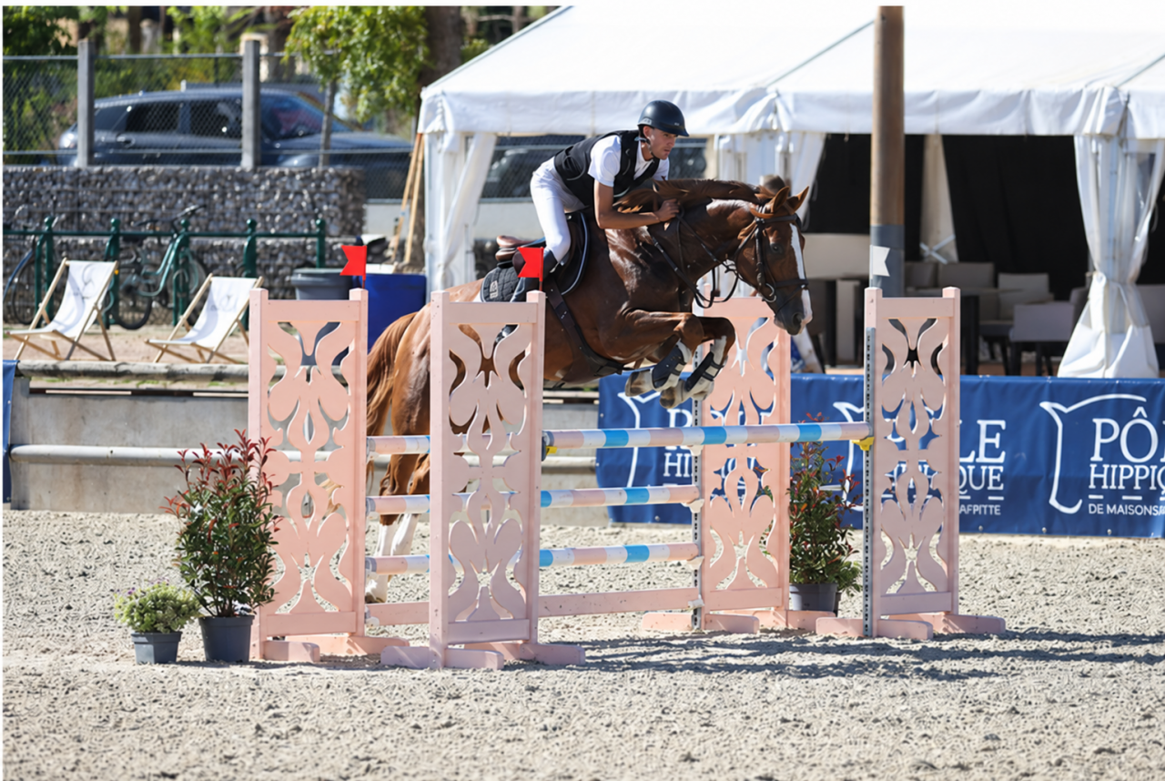 Caballo castrado Silla Franc&eacute;s En venta 2016 Alaz&aacute;n por Topinambours