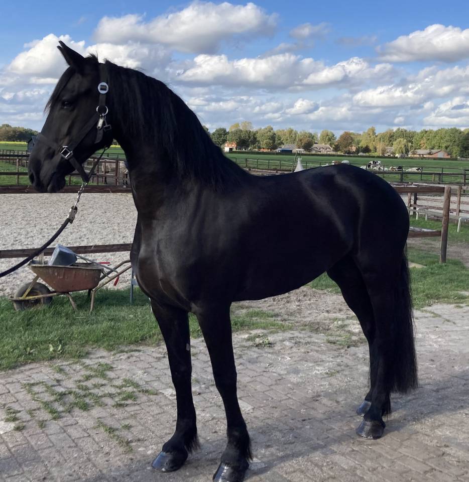Potranca Fris&oacute;n En venta 2026 Negro por stendert 447