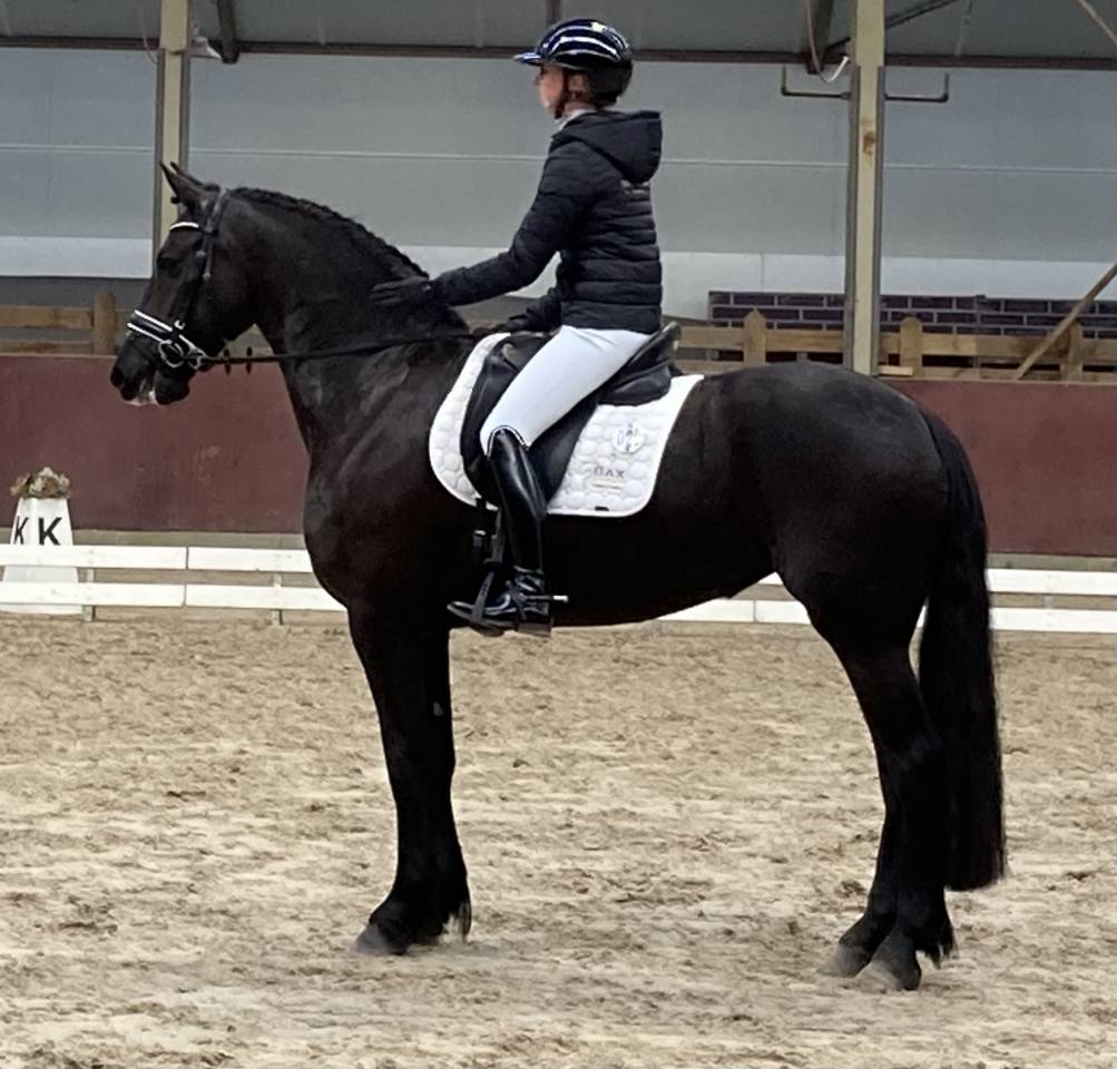 Potranca Fris&oacute;n En venta 2026 Negro por stendert 447