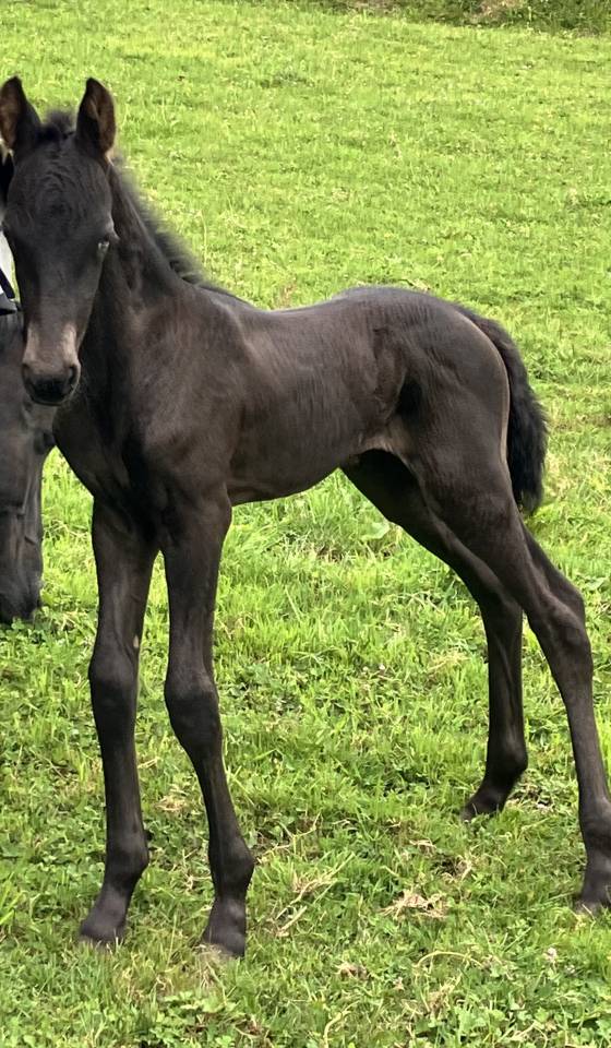 Potranca Fris&oacute;n En venta 2026 Negro por stendert 447