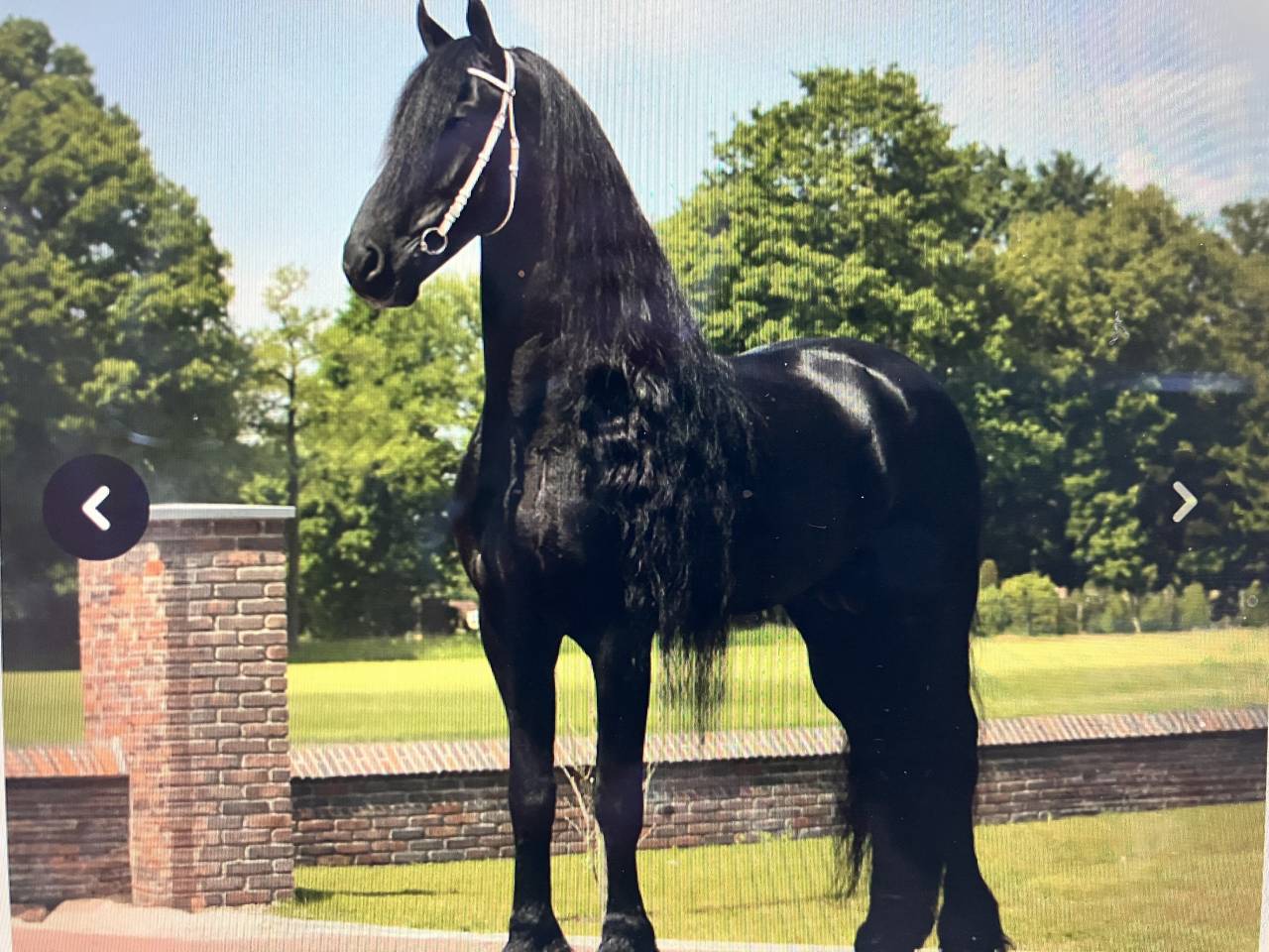 Potranca Fris&oacute;n En venta 2026 Negro por stendert 447