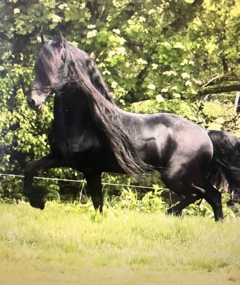 Potranca Fris&oacute;n En venta 2026 Negro por stendert 447