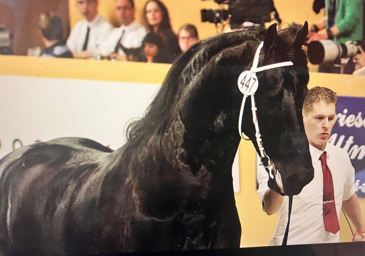 Potranca Fris&oacute;n En venta 2026 Negro por stendert 447