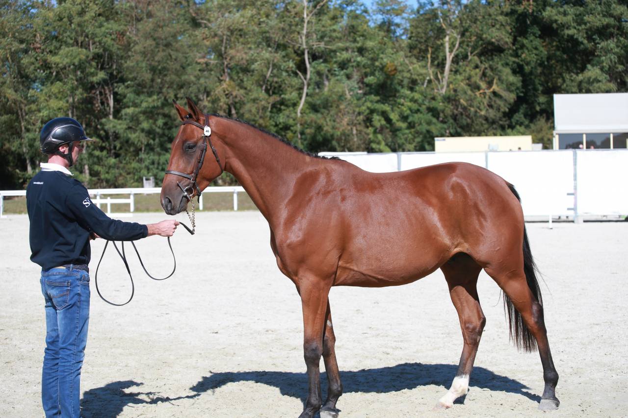 Caballo castrado Silla Franc&eacute;s En venta 2023 Bayo por Prestige Kalone