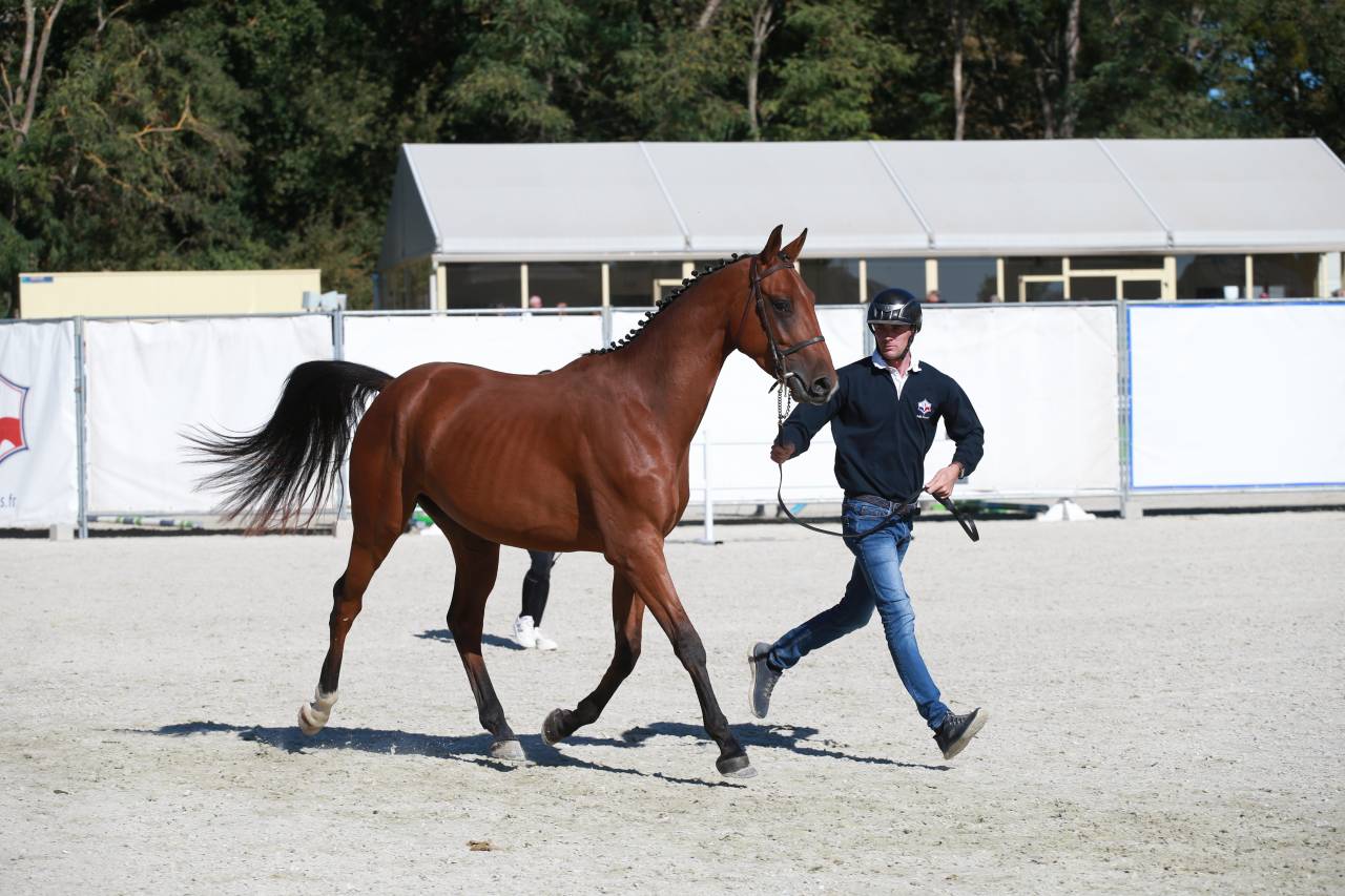 Caballo castrado Silla Franc&eacute;s En venta 2023 Bayo por Prestige Kalone