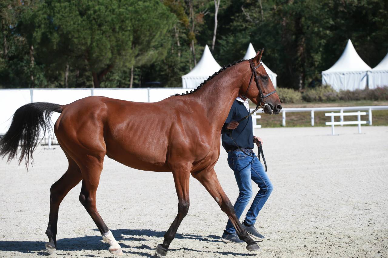 Caballo castrado Silla Franc&eacute;s En venta 2023 Bayo por Prestige Kalone