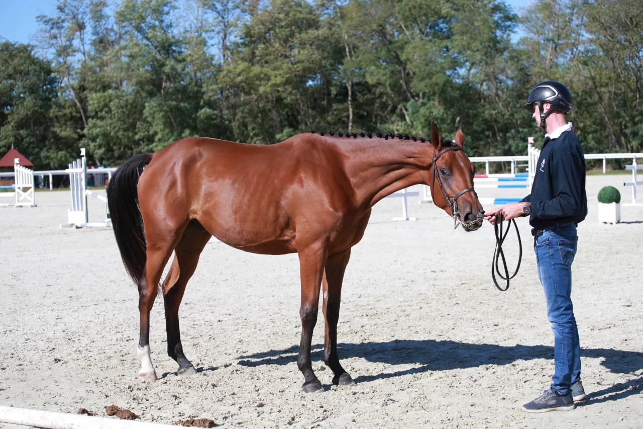 Caballo castrado Silla Franc&eacute;s En venta 2023 Bayo por Prestige Kalone