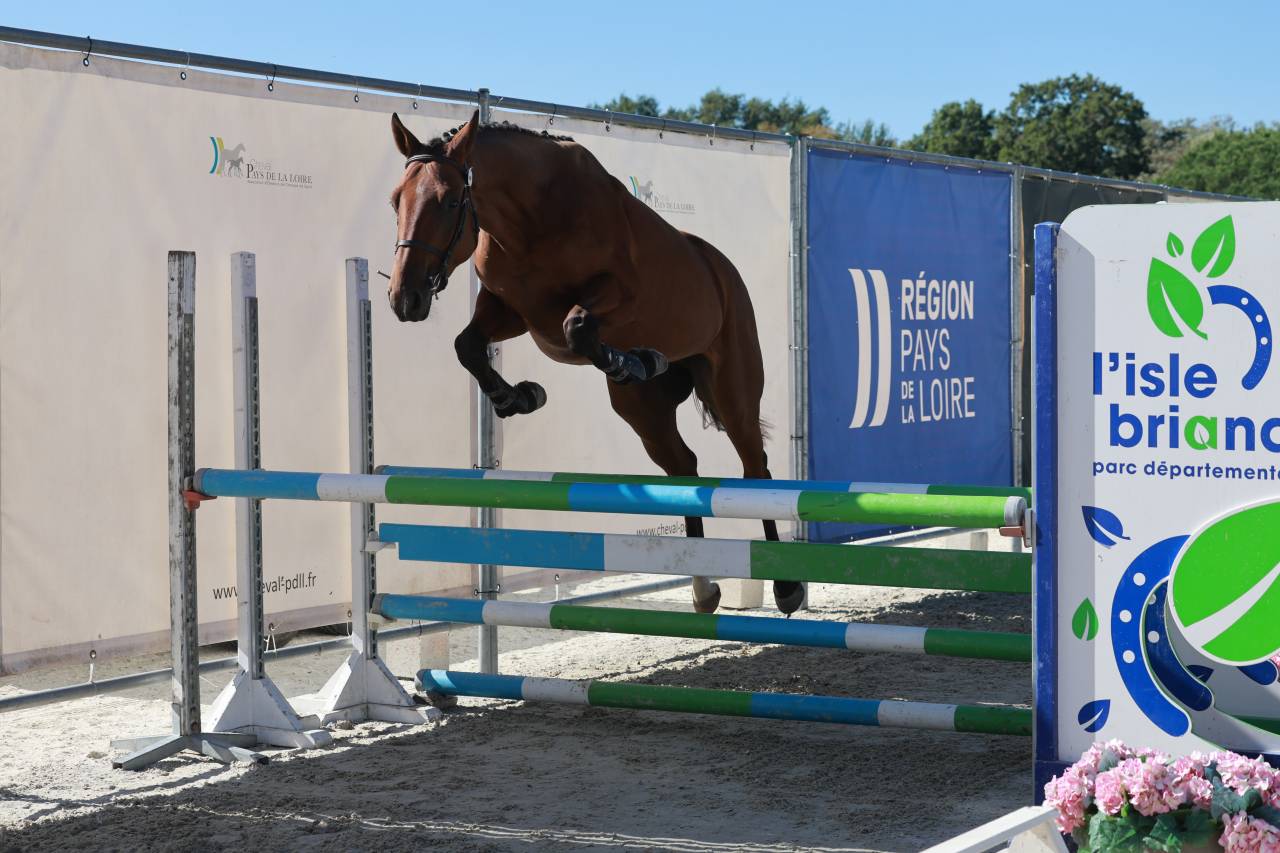 Caballo castrado Silla Franc&eacute;s En venta 2023 Bayo por Prestige Kalone
