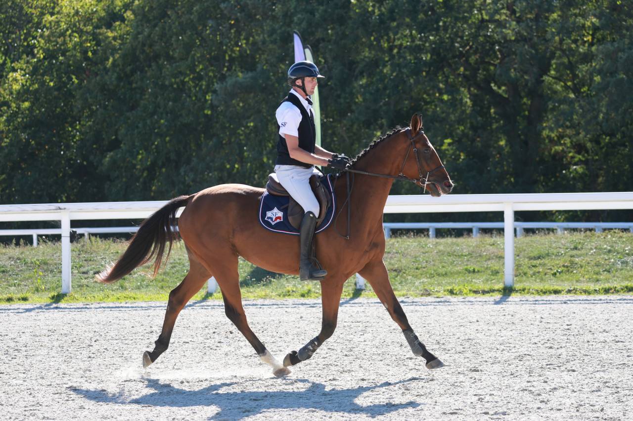 Caballo castrado Silla Franc&eacute;s En venta 2023 Bayo por Prestige Kalone