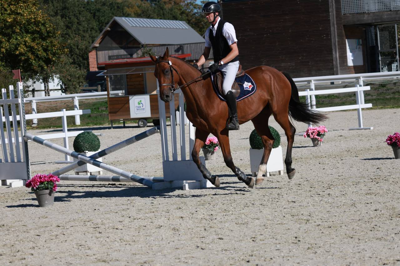 Caballo castrado Silla Franc&eacute;s En venta 2023 Bayo por Prestige Kalone
