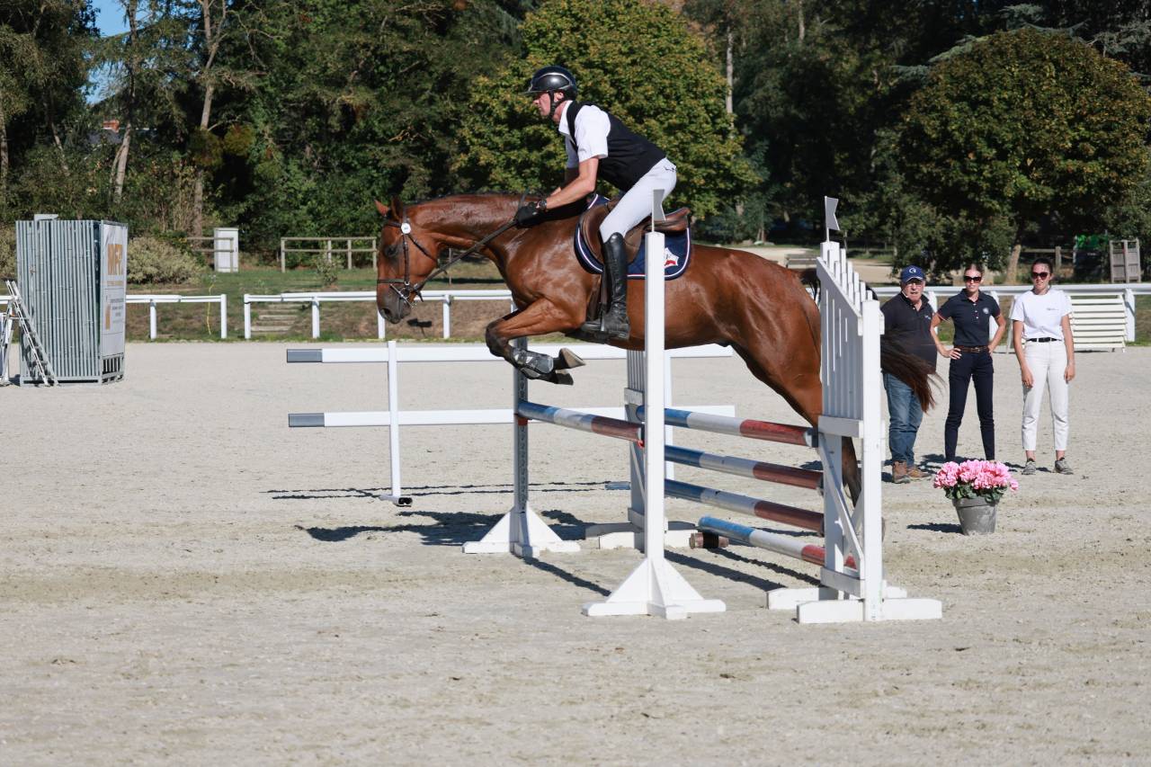 Caballo castrado Silla Franc&eacute;s En venta 2023 Bayo por Prestige Kalone