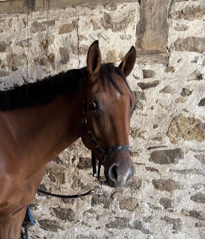 Caballo castrado Silla Franc&eacute;s En venta 2023 Bayo por Prestige Kalone