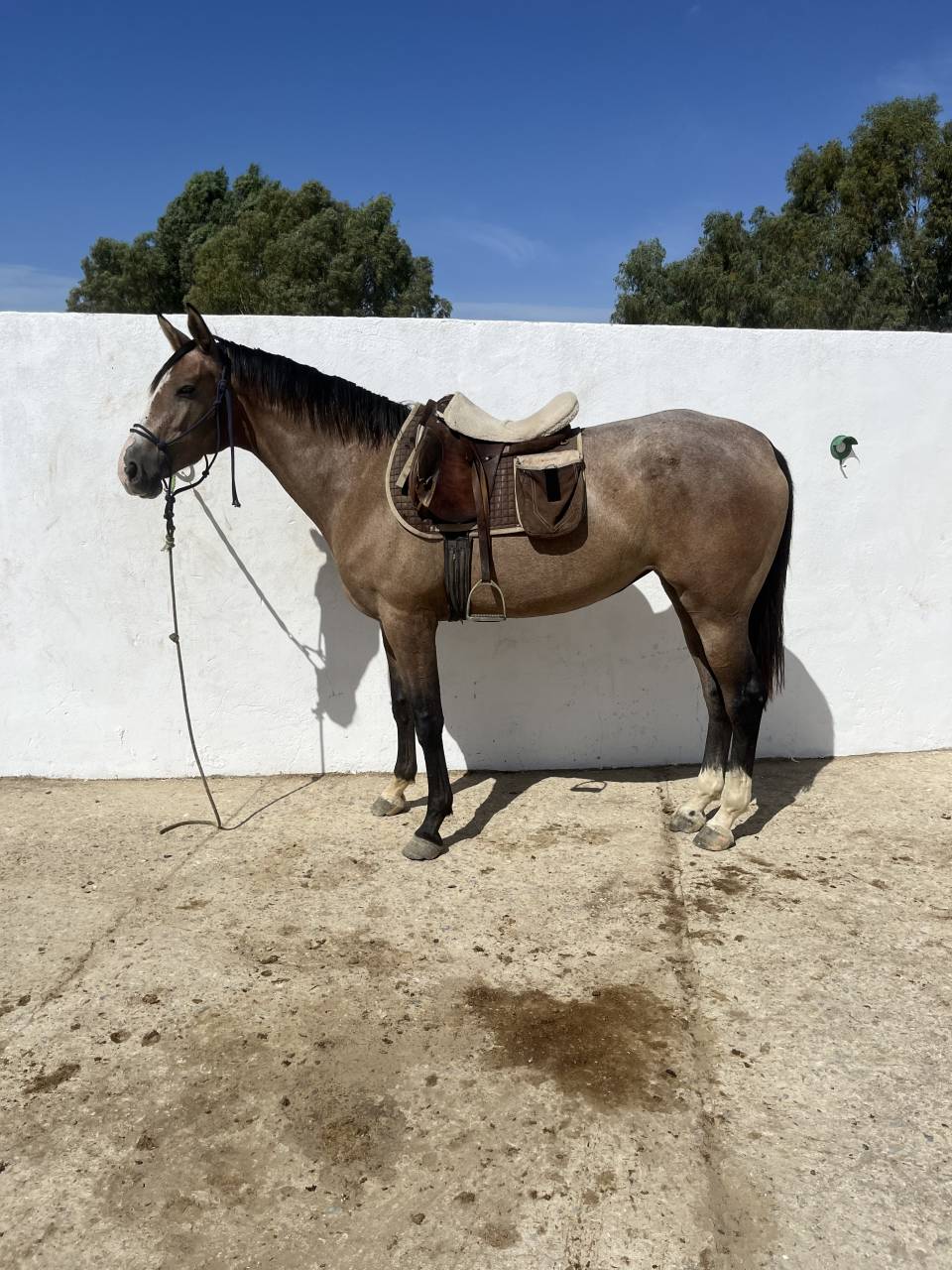 Potra 2,5 a&ntilde;os 