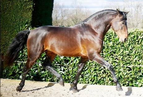 Caballo castrado Lusitano En venta 2015 Bayo por SOLERA