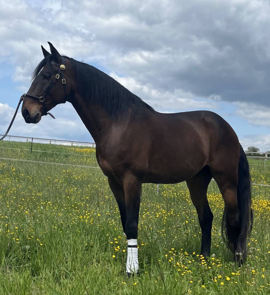 Caballo castrado Lusitano En venta 2015 Bayo por SOLERA