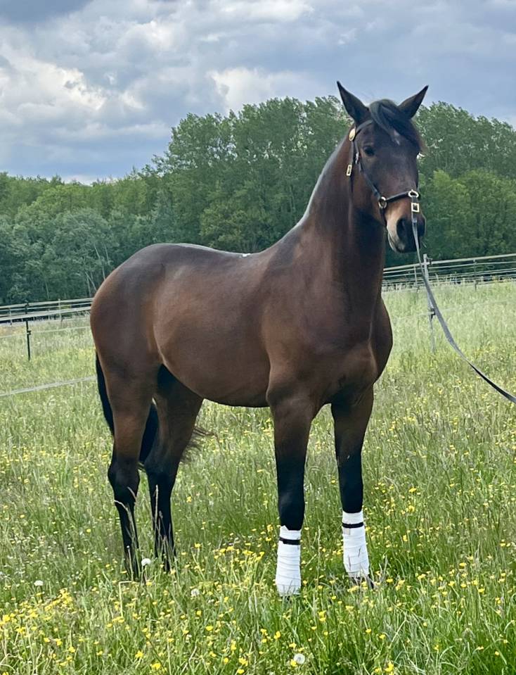 Caballo castrado Lusitano En venta 2015 Bayo por SOLERA