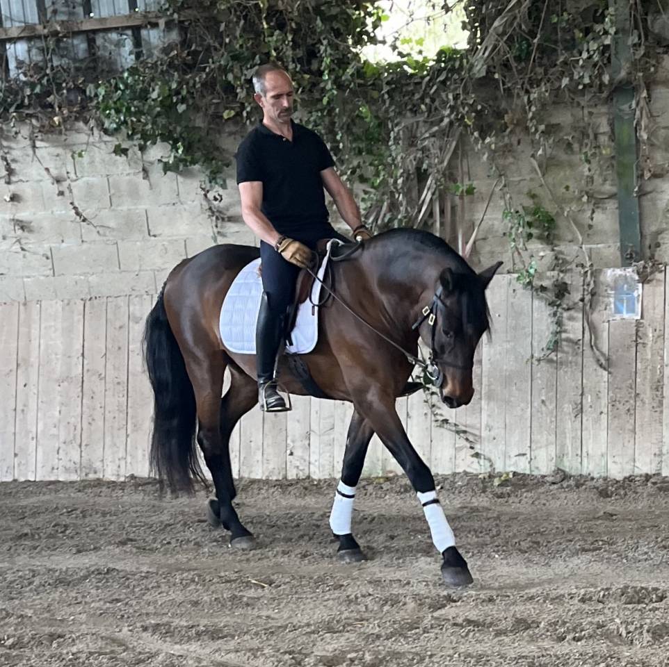 Caballo castrado Lusitano En venta 2015 Bayo por SOLERA