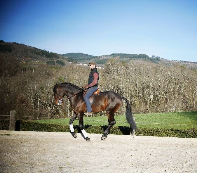 Caballo castrado Lusitano En venta 2015 Bayo por SOLERA