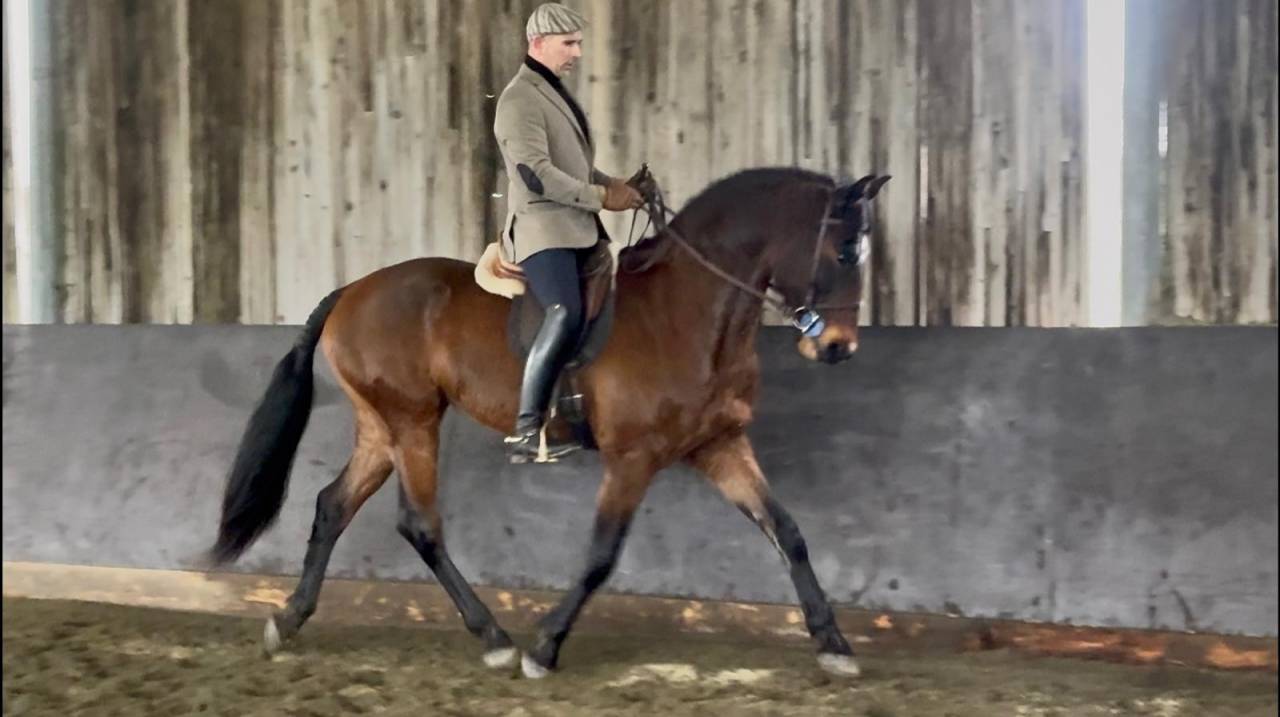 Caballo castrado Lusitano En venta 2015 Bayo por SOLERA