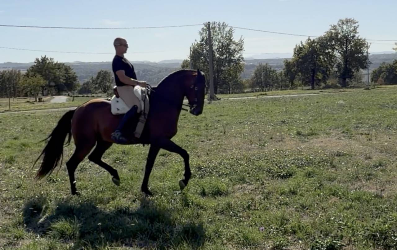 Caballo castrado Lusitano En venta 2015 Bayo por SOLERA