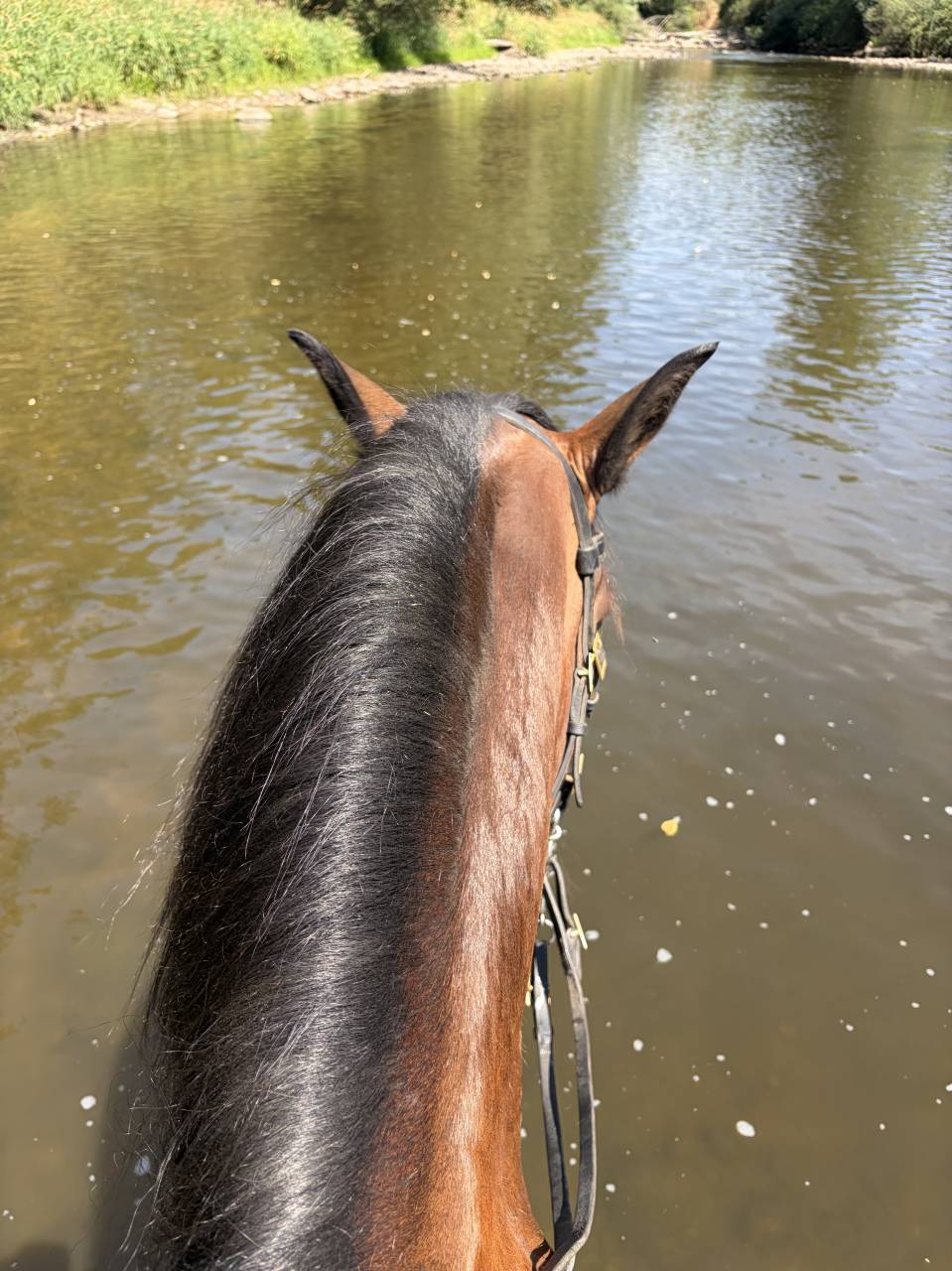 Caballo castrado Lusitano En venta 2015 Bayo por SOLERA