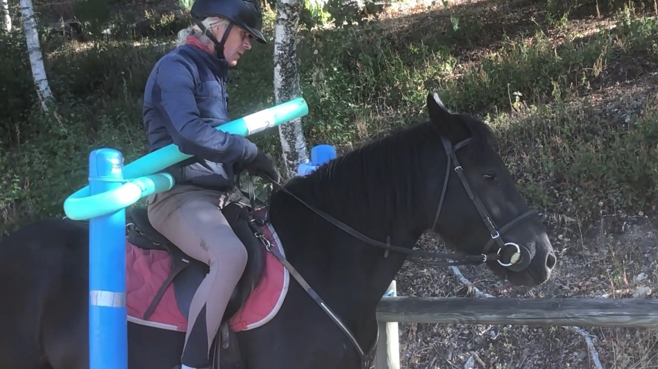 Caballo castrado M&eacute;rens En venta 2023 Negro