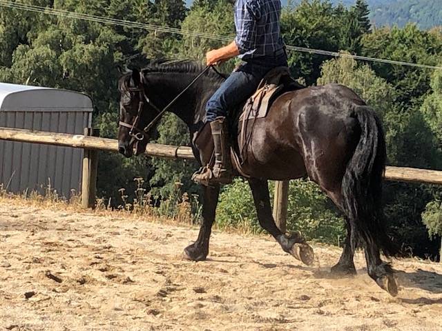Caballo castrado M&eacute;rens En venta 2023 Negro