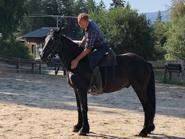 Caballo castrado M&eacute;rens En venta 2023 Negro