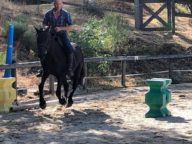 Caballo castrado M&eacute;rens En venta 2023 Negro