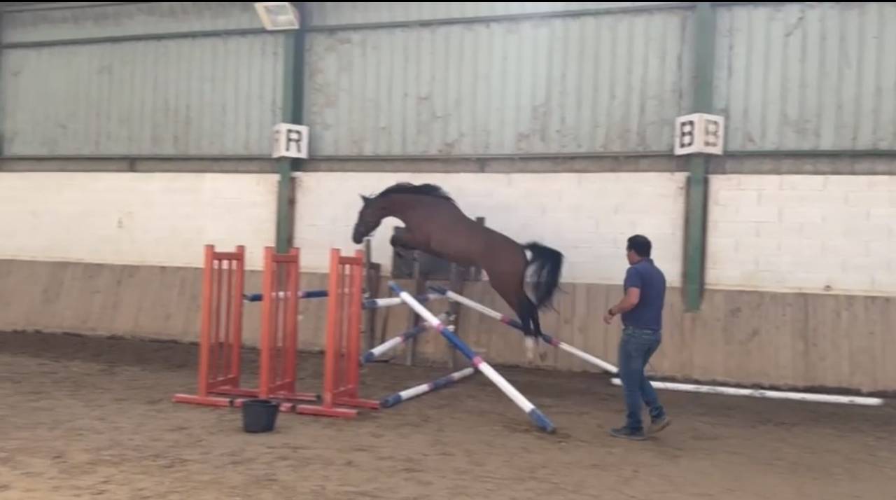 Caballo entero Silla Franc&eacute;s En venta 2023 Bayo por CANTURO