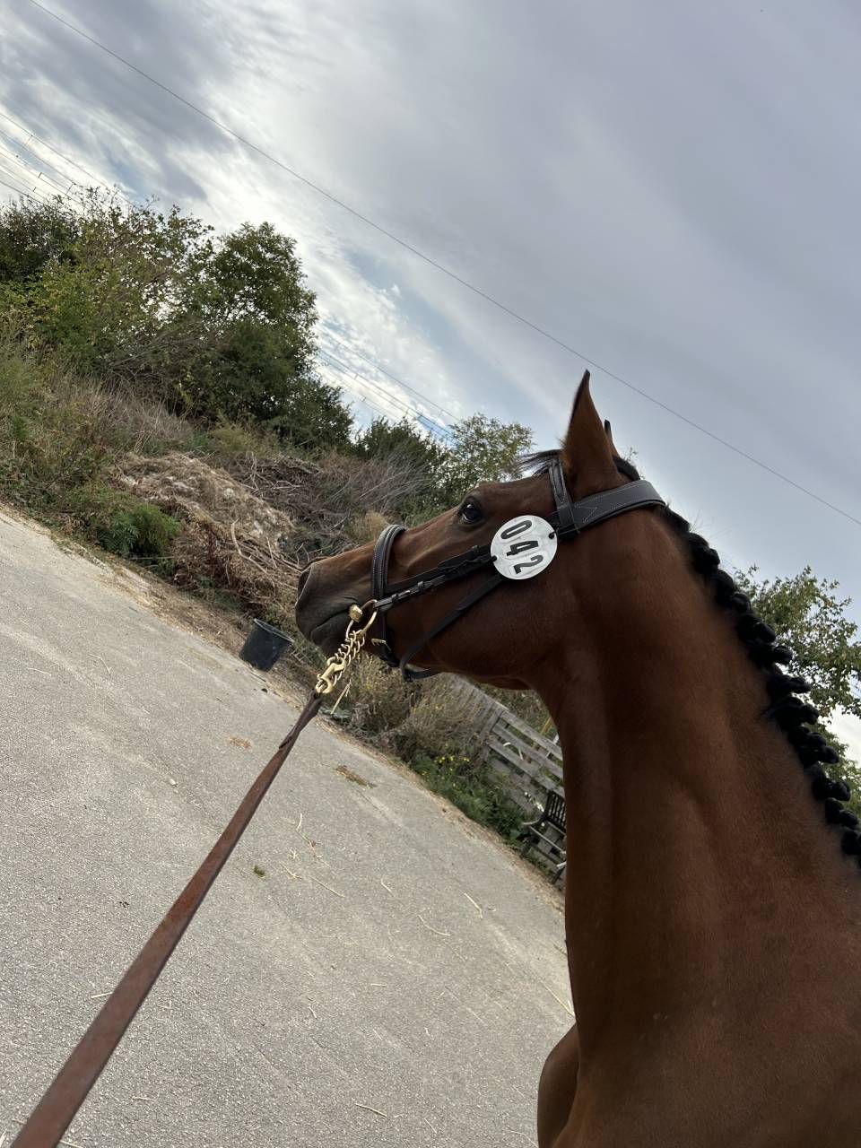 Caballo entero Silla Franc&eacute;s En venta 2023 Bayo por CANTURO