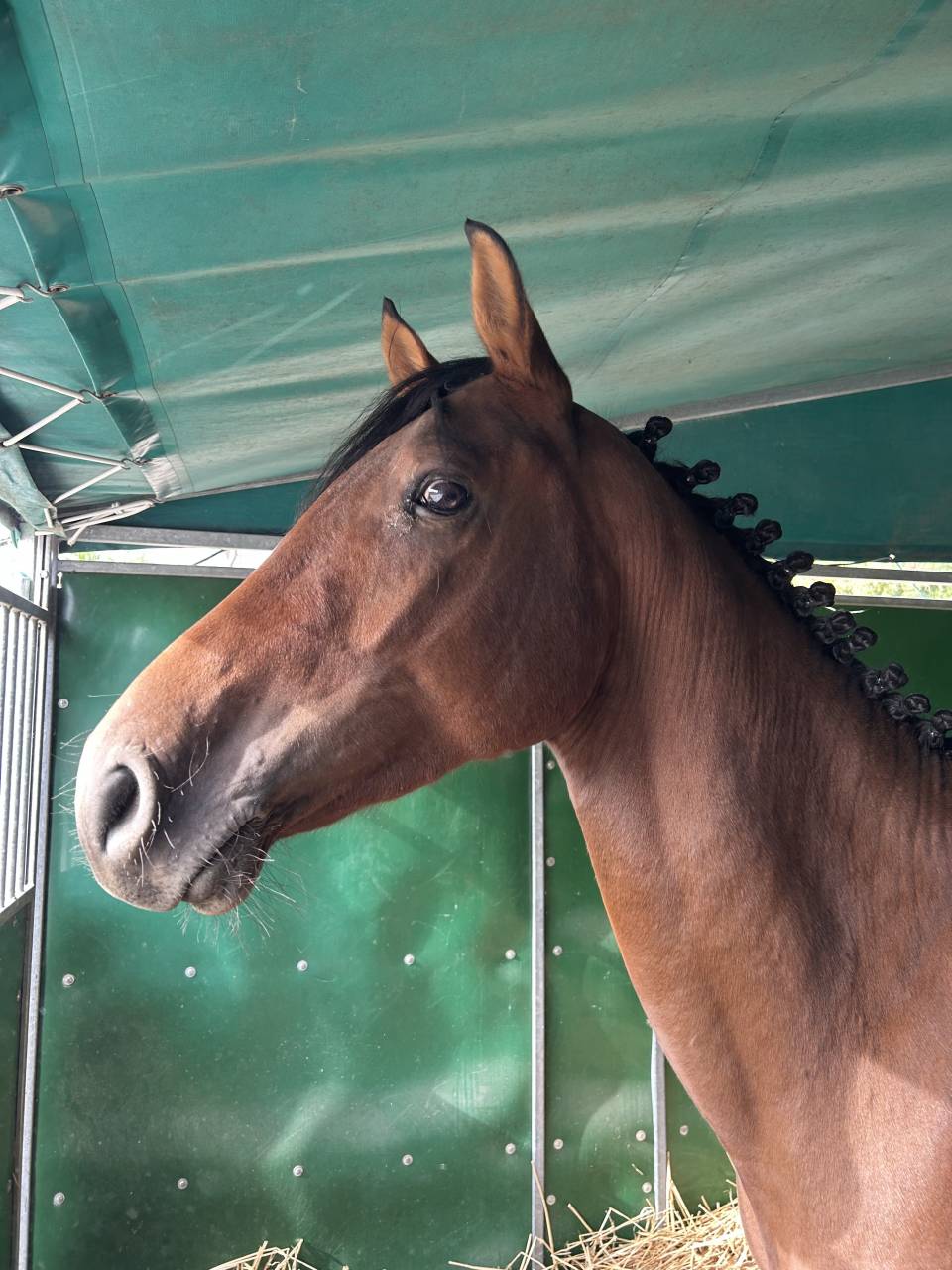 Caballo entero Silla Franc&eacute;s En venta 2023 Bayo por CANTURO